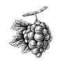 Woodcut-Grapes 2